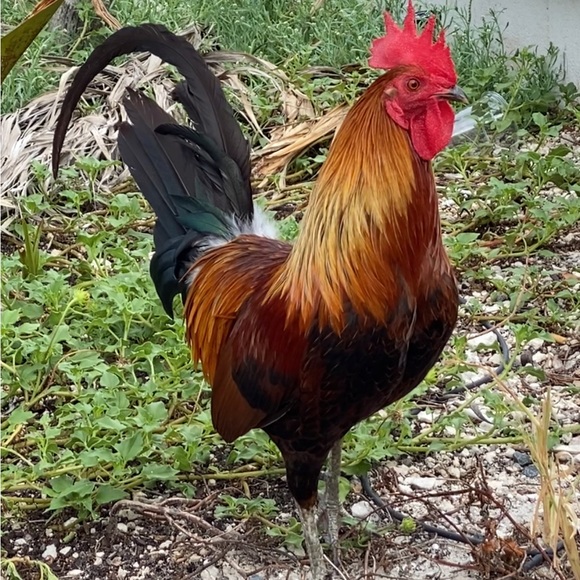 Meet your Posher, Amy - Picture 10 of 16